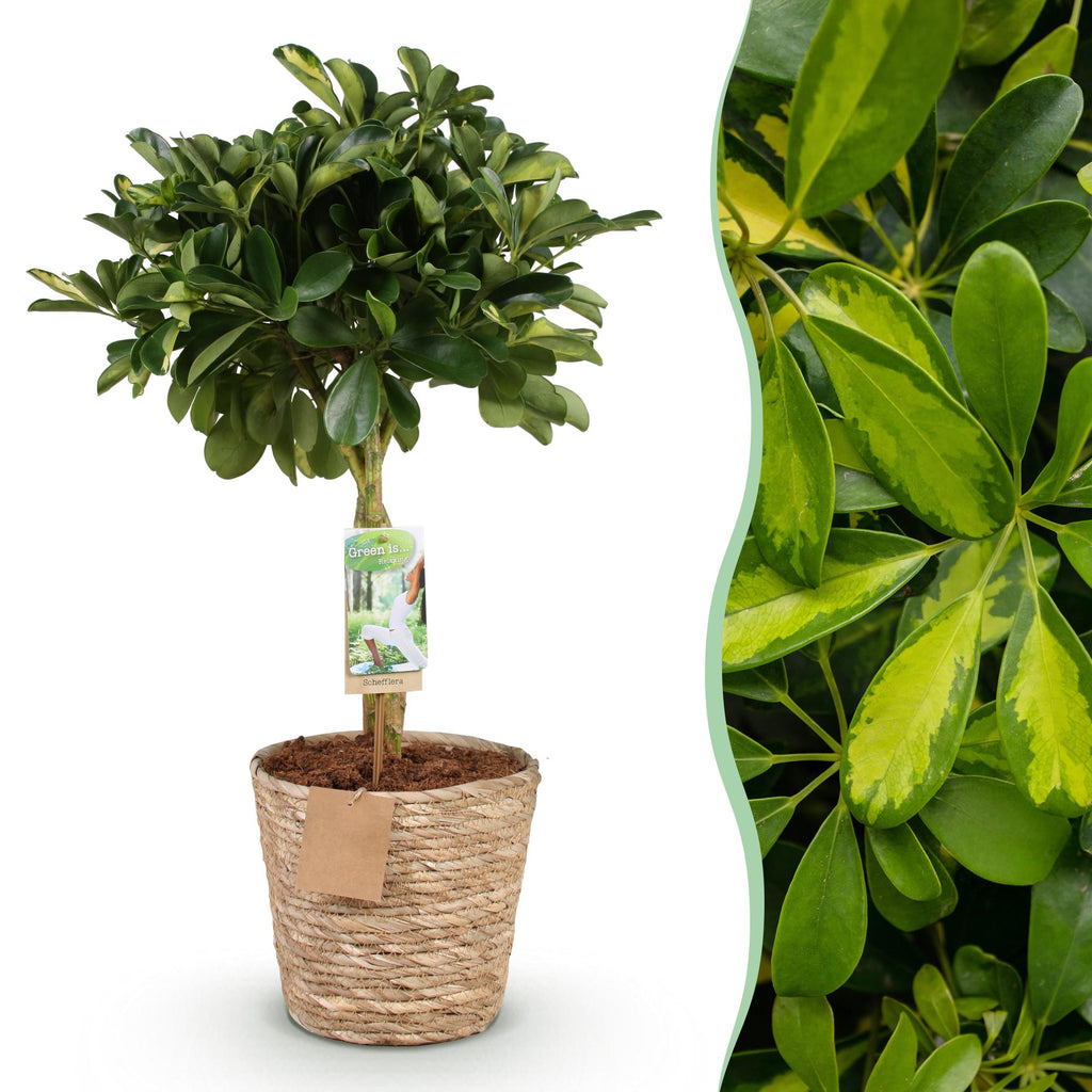 Schefflera Gold Capelle (Fingerbaum) mit Korb – Ø 21 cm, 70–81 cm hoch