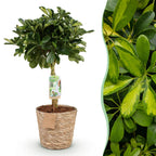 Schefflera Gold Capelle (Fingerbaum) mit Korb – Ø 21 cm, 70–81 cm hoch