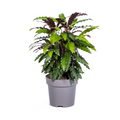 Calathea Rufibarba – Ø27 cm, 60–80 cm hoog