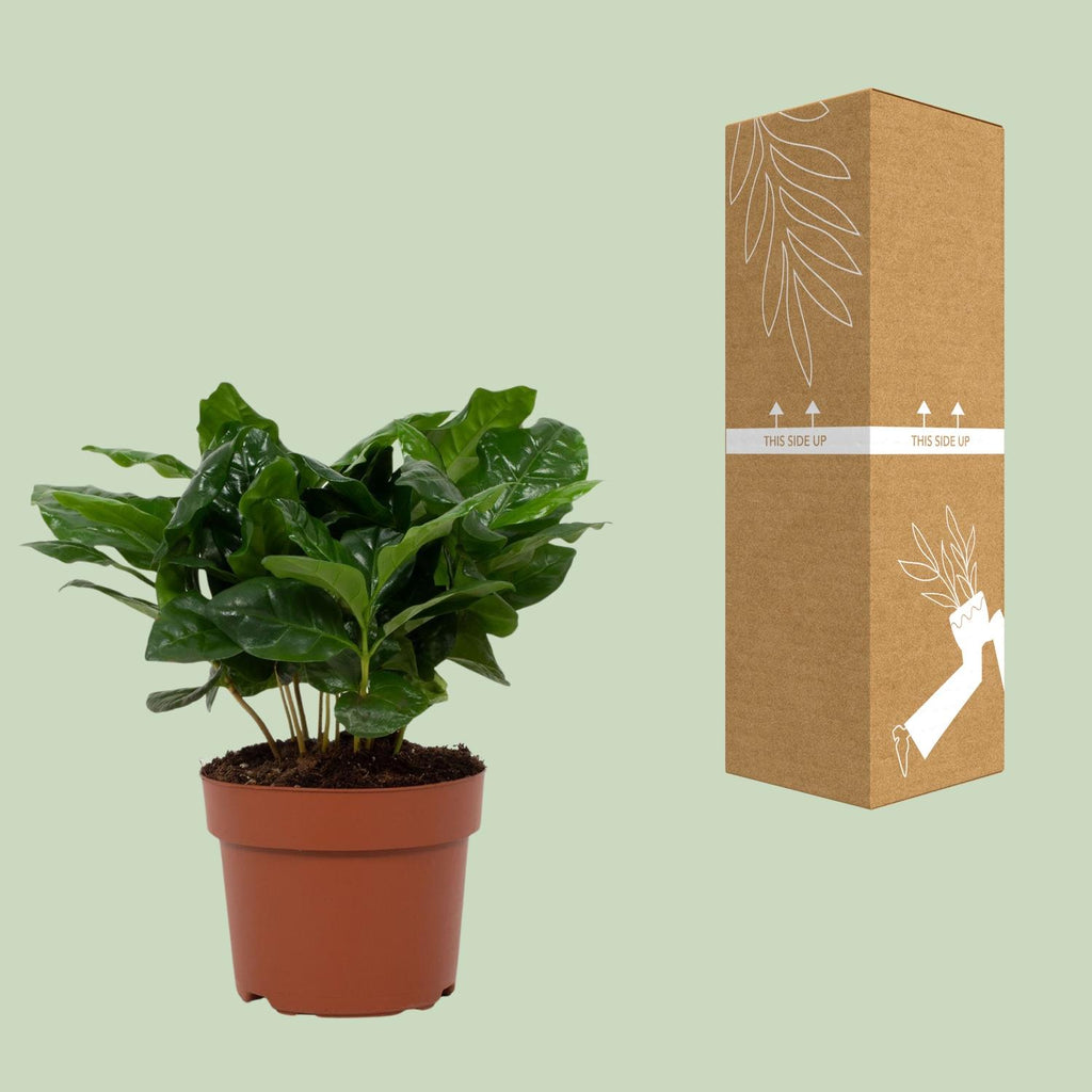 Coffea arabica (koffieplant) – Ø12 cm, 22 cm hoog