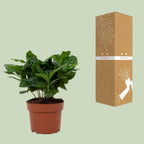 Coffea arabica (koffieplant) – Ø12 cm, 22 cm hoog