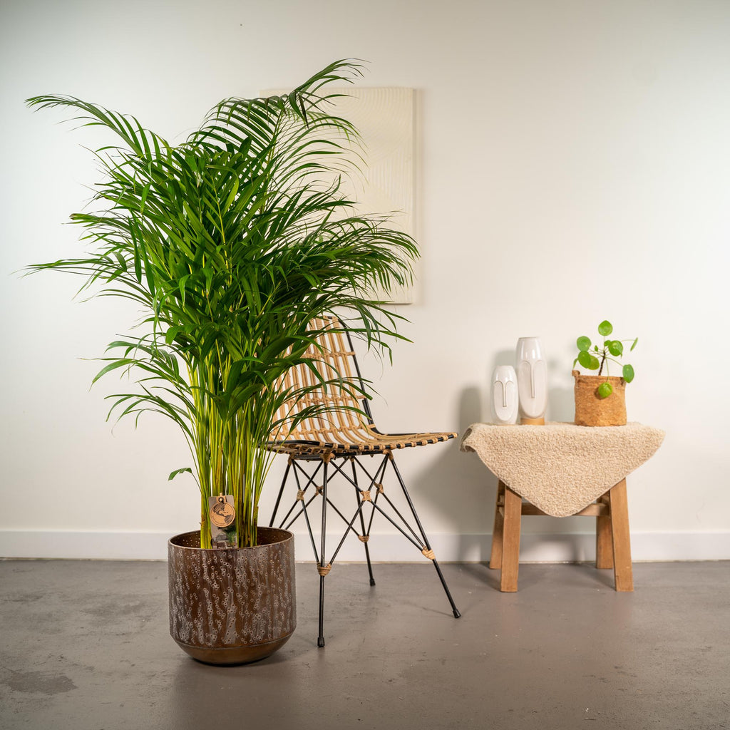 Areca palm (Dypsis) – Ø24 cm – art. 1461