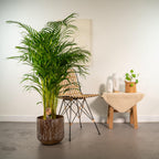 Areca palm (Dypsis) – Ø24 cm – art. 1461