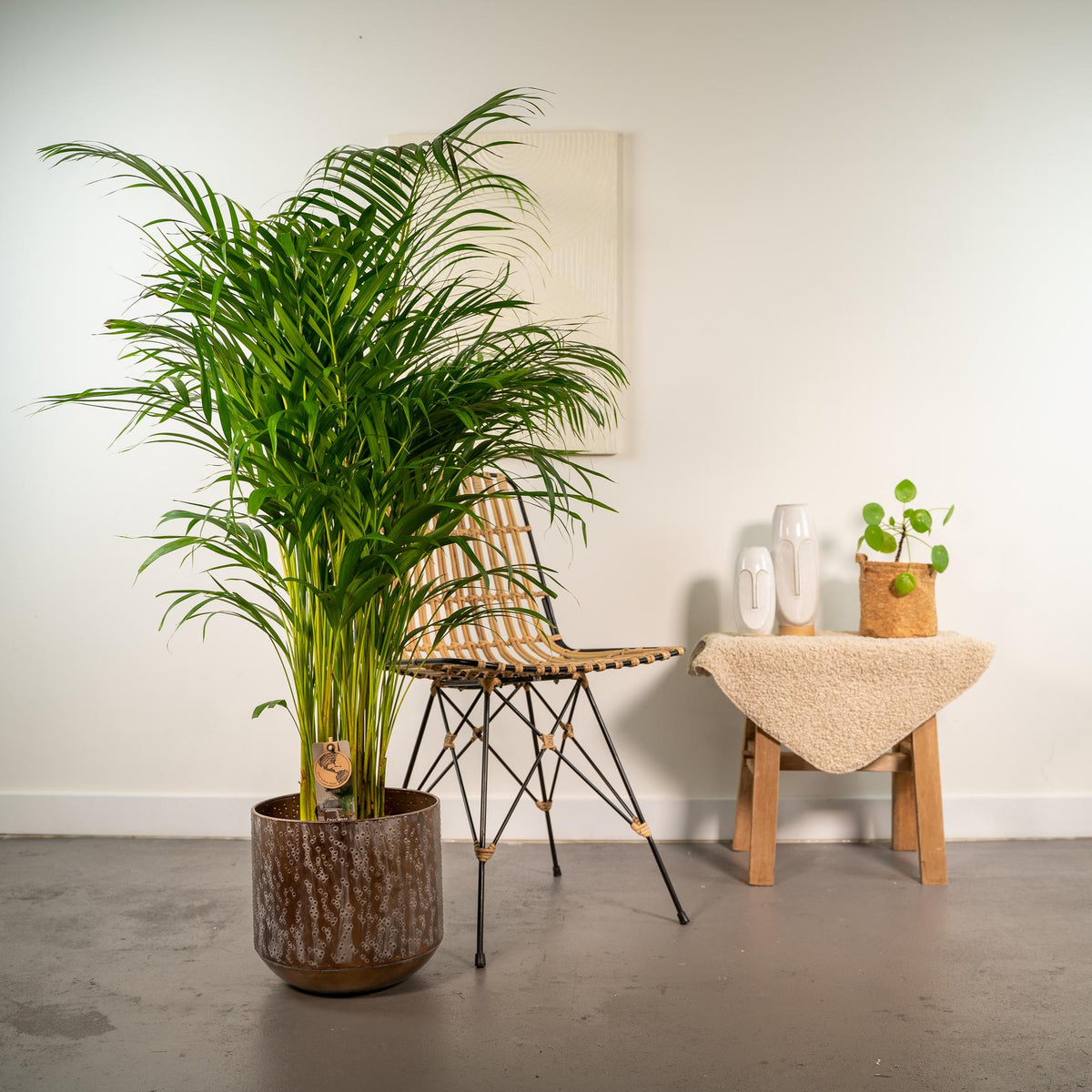 Palmier areca (Dypsis) – Ø24 cm – art. 1461