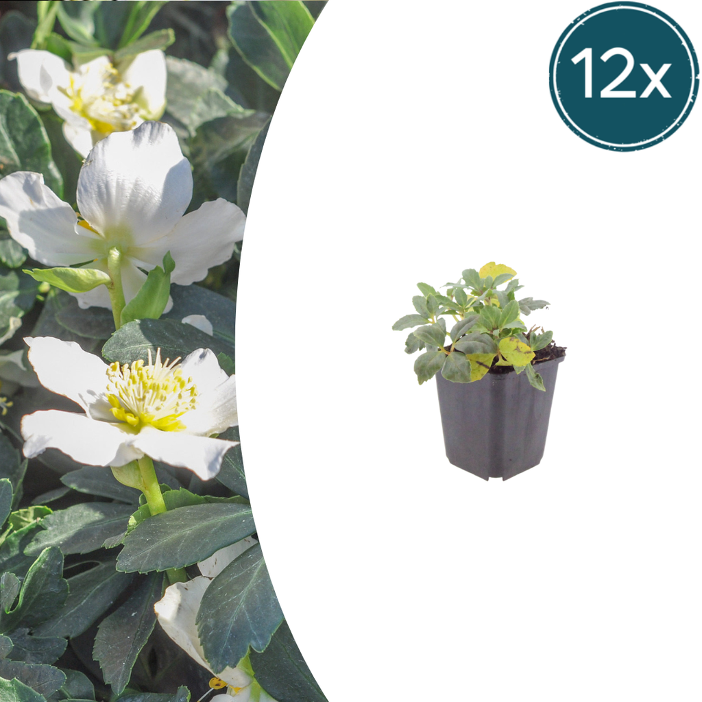 Helleborus orientalis (Christrose) – 12 Pflanzen, Ø 9 cm, 10–25 cm hoch