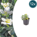 Helleborus orientalis (Christrose) – 12 Pflanzen, Ø 9 cm, 10–25 cm hoch