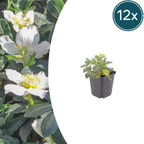 Helleborus orientalis (Christrose) – 12 Pflanzen, Ø 9 cm, 10–25 cm hoch