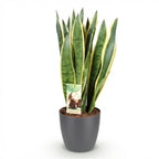 Sansevieria Laurentii (svigermors tunge) i Potter-pyntepotte grå – Ø21 cm, 70–80 cm høj