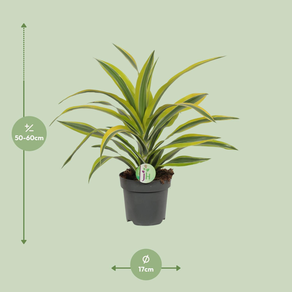 Dracaena fragrans Lemon Lime (Drachenbaum) – Ø 17 cm, 40 cm hoch