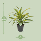 Dracaena fragrans Lemon Lime (Drachenbaum) – Ø 17 cm, 40 cm hoch