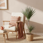 Dracaena marginata Bicolor (arbre dragonnier) avec panier – Ø21 cm, 90–100 cm de haut