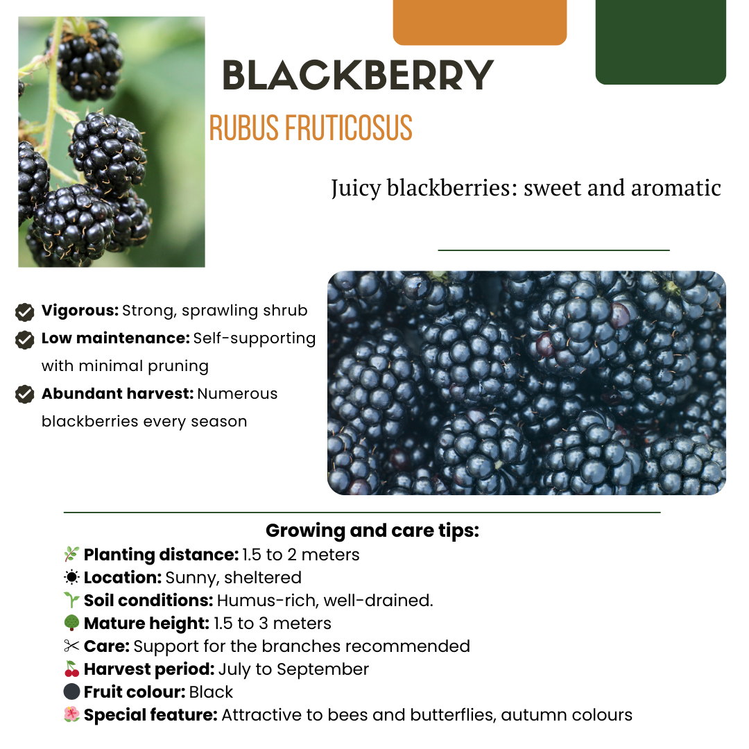 Braam (Rubus fruticosus) biologisch – 6 planten, Ø13 cm, 20 cm hoog