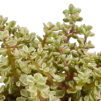 Crassula mix (jadeplant) – Ø11 cm, 21 cm hoog