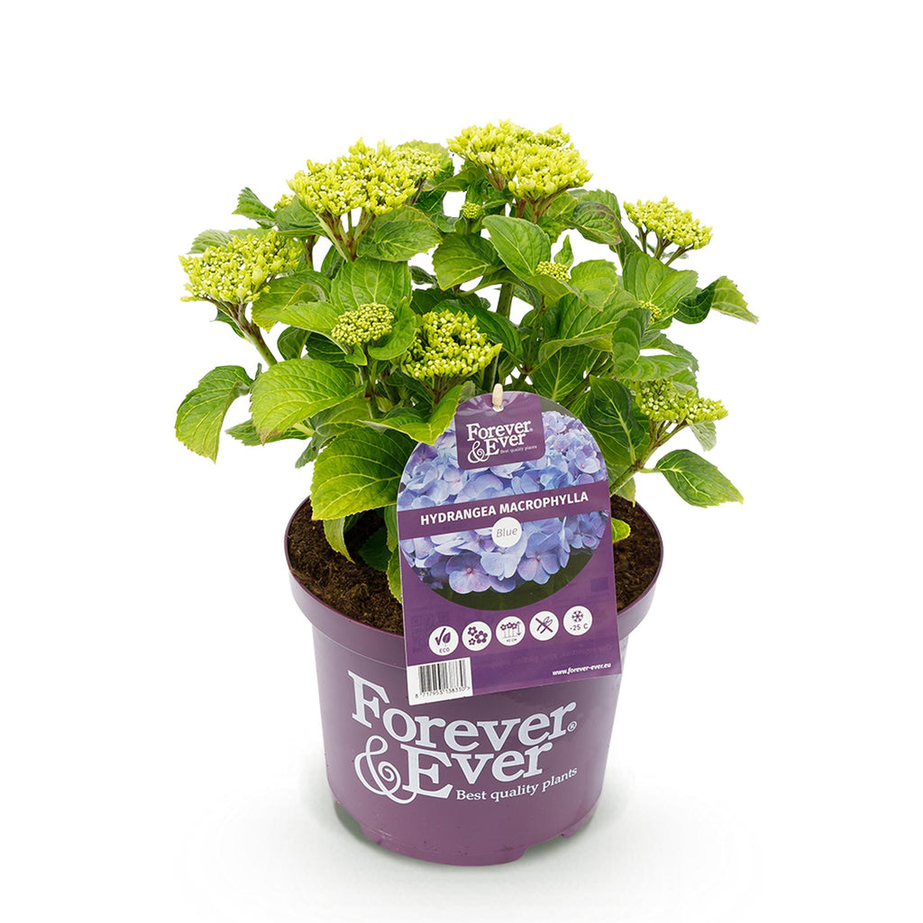 Hydrangea 'Forever &amp; Ever' (hortensia) – blå – Ø23 cm, 55 cm høj – billede 2