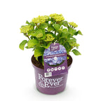 Hydrangea 'Forever & Ever' (hortensia) – blå – Ø23 cm, 55 cm høj