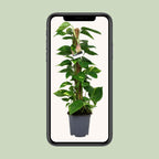 Scindapsus Epipremnum – Ø19 cm, 80 cm hoog