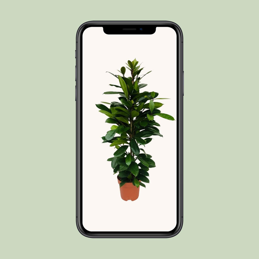 Ficus Cyathistipula – Ø21 cm, 105 cm høj – art. 5077
