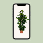 Ficus Cyathistipula – Ø21 cm, 105 cm høj – art. 5077