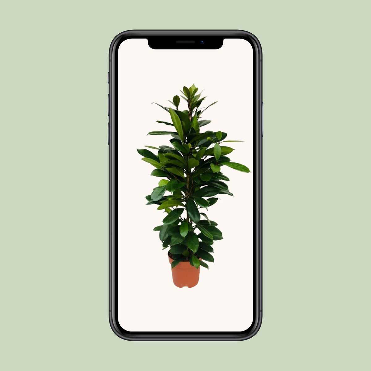 Ficus Cyathistipula – Ø21 cm, 105 cm hoog – art. 5077