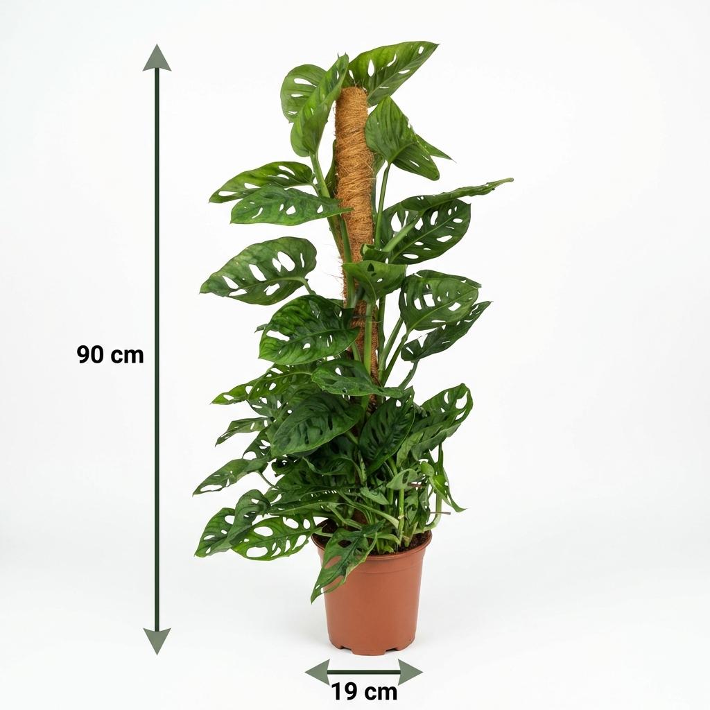 Abe-maske (Monstera) – Ø19 cm, 90 cm høj