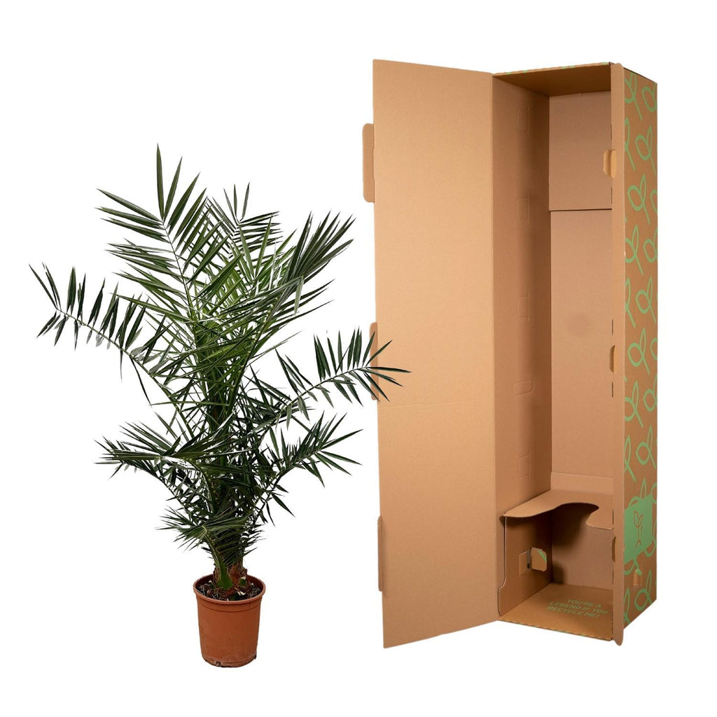 Phoenix 'Canariensis' (date palm) – Ø27 cm, 140 cm high – photo 3