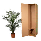 Phoenix 'Canariensis' (date palm) – Ø27 cm, 140 cm high