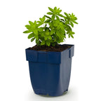 Galium odoratum (mâchicou) – blanc – Ø11 cm, 15–25 cm de haut