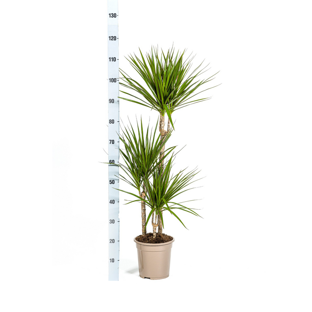 Dracaena marginata Green (Drachenbaum) – Ø 21 cm, 110–130 cm hoch