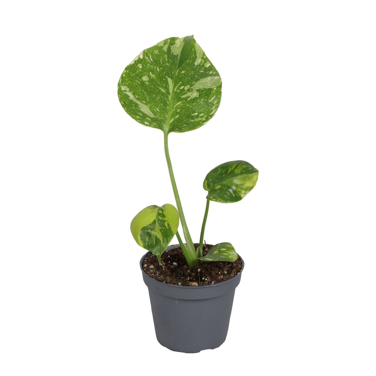 Monstera deliciosa Electro Light (plante percée) – Ø6 cm, 18 cm de haut