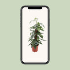 Epipremnum Pinnatum Cebu Blue (scindapsus) – Ø17 cm, 60 cm høj