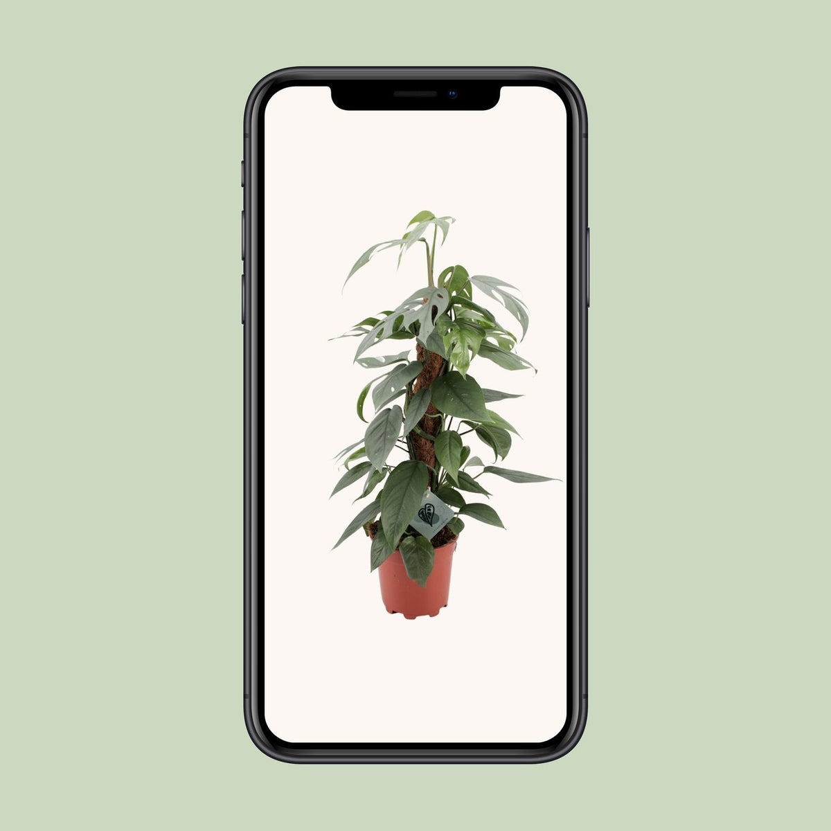 Epipremnum Pinnatum Cebu Blue (scindapsus) – Ø17 cm, 60 cm høj