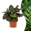 Calathea makoyana – Ø12 cm, 25 cm hoog