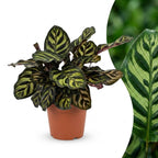 Calathea makoyana – Ø12 cm, 25 cm hoog