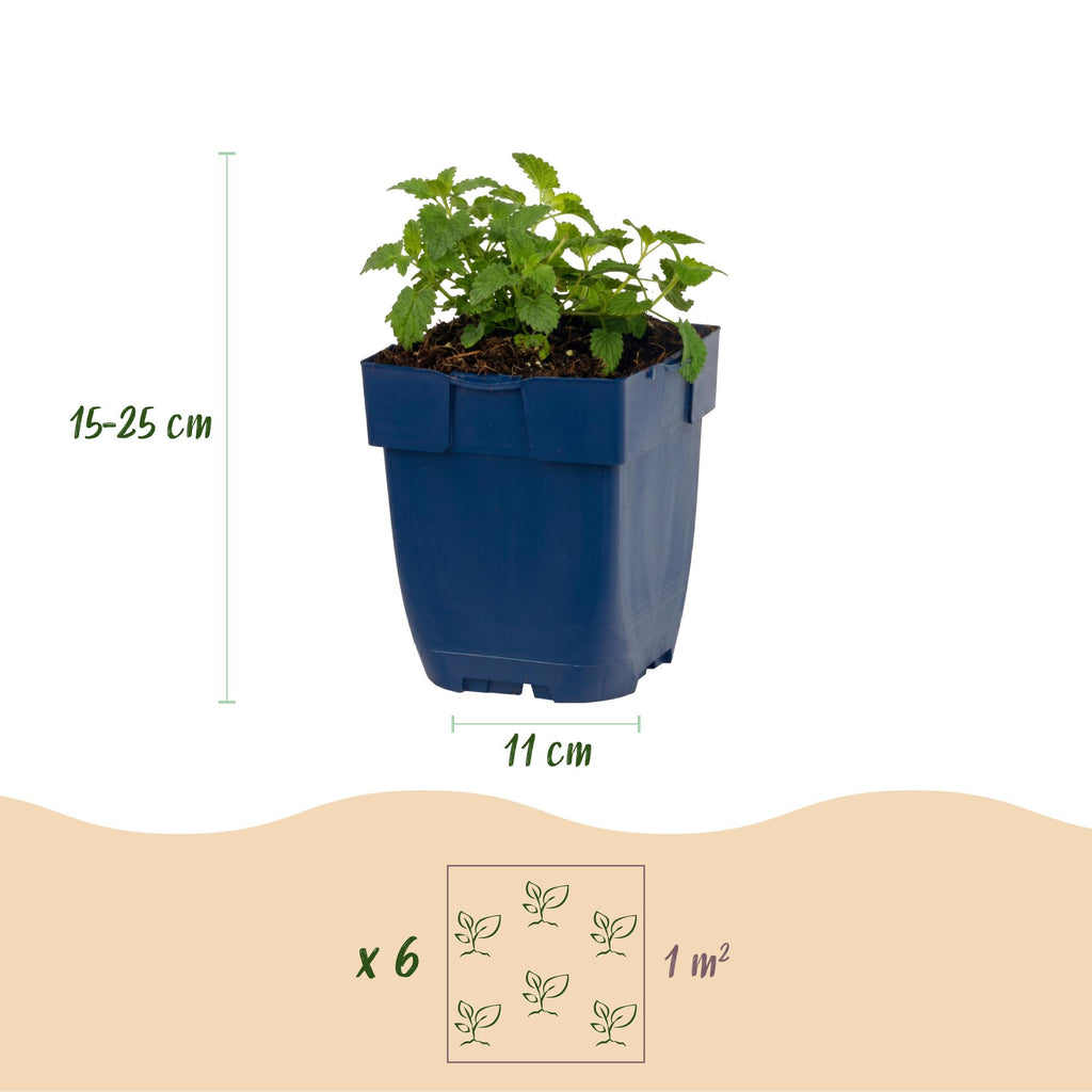Nepeta faassenii 'Snowflake' (menthe pour chat) – blanc – 6 plantes, Ø11 cm, 15–25 cm de haut – photo 3