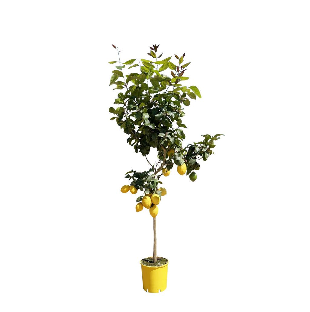 Zitrusbäumchen (Citrus) – Ø30 cm, 150 cm hoch