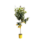Zitrusbäumchen (Citrus) – Ø30 cm, 150 cm hoch