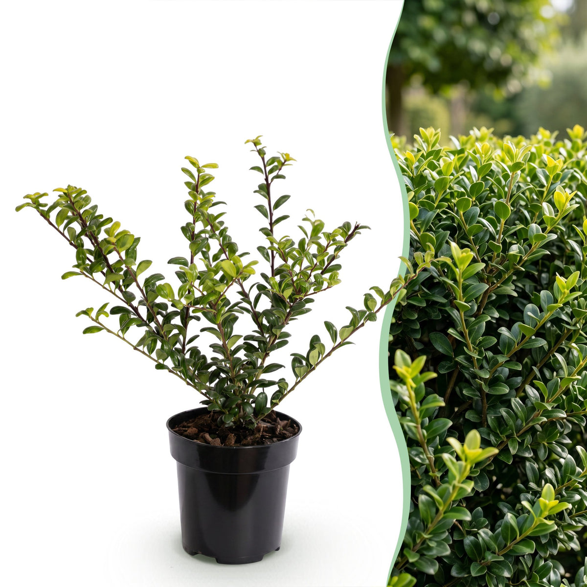 Ilex crenata 'Covenxa' (Houx du Japon) – 24 plants, Ø9 cm, 20–30 cm de haut – photo 3