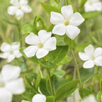 Vinca major 'Alba' (bigleaf vinca) – 6 plants, Ø9 cm, 10–25 cm high
