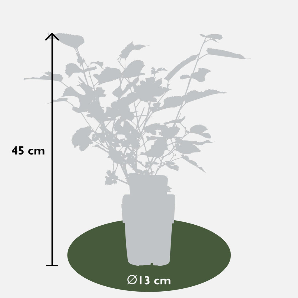 Morus nigra 'Mulle' (moerbeiboom) – Ø13 cm, 45 cm hoog