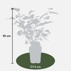 Morus nigra 'Mulle' (moerbeiboom) – Ø13 cm, 45 cm hoog