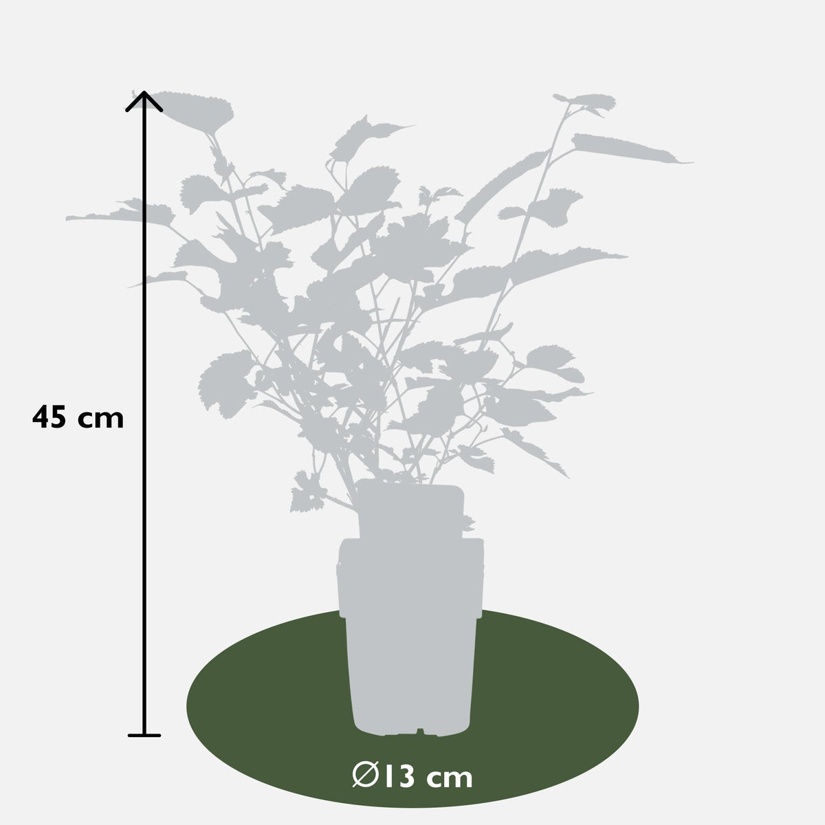 Morus nigra 'Mulle' (moerbeiboom) – Ø13 cm, 45 cm hoog