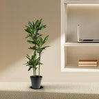 Dracaena Janet Lind (arbre dragonnier) – Ø24 cm, 160 cm de haut
