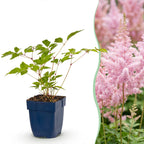 Astilbe 'Europa' (astilbe) – rose – 24 plantes, Ø11 cm, 15–25 cm de haut