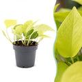 Epipremnum Champs Élysées (scindapsus) – Ø12 cm, 25 cm de haut