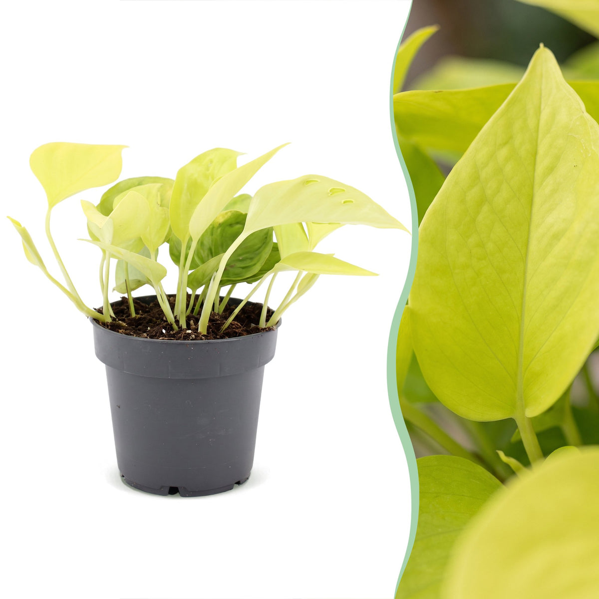 Epipremnum Champs Élysées (scindapsus) – Ø12 cm, 25 cm høj