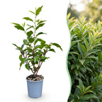 Prunus lusitanica angustifolia (Schmalblättrige Lorbeerkirsche) – 8 Pflanzen, Ø 9 cm, 25–35 cm hoch