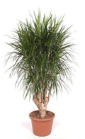 Dracaena marginata verzweigt XXL (Drachenbaum) – Ø 45 cm, 180 cm hoch