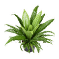 Asplenium Antiquum Osaka (vogelnestvaren) – Ø23 cm, 60 cm hoog