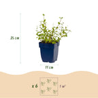 Nepeta rac. 'Grog' (Katzenminze) – blau – 12 Pflanzen, Ø 11 cm, 15–25 cm hoch