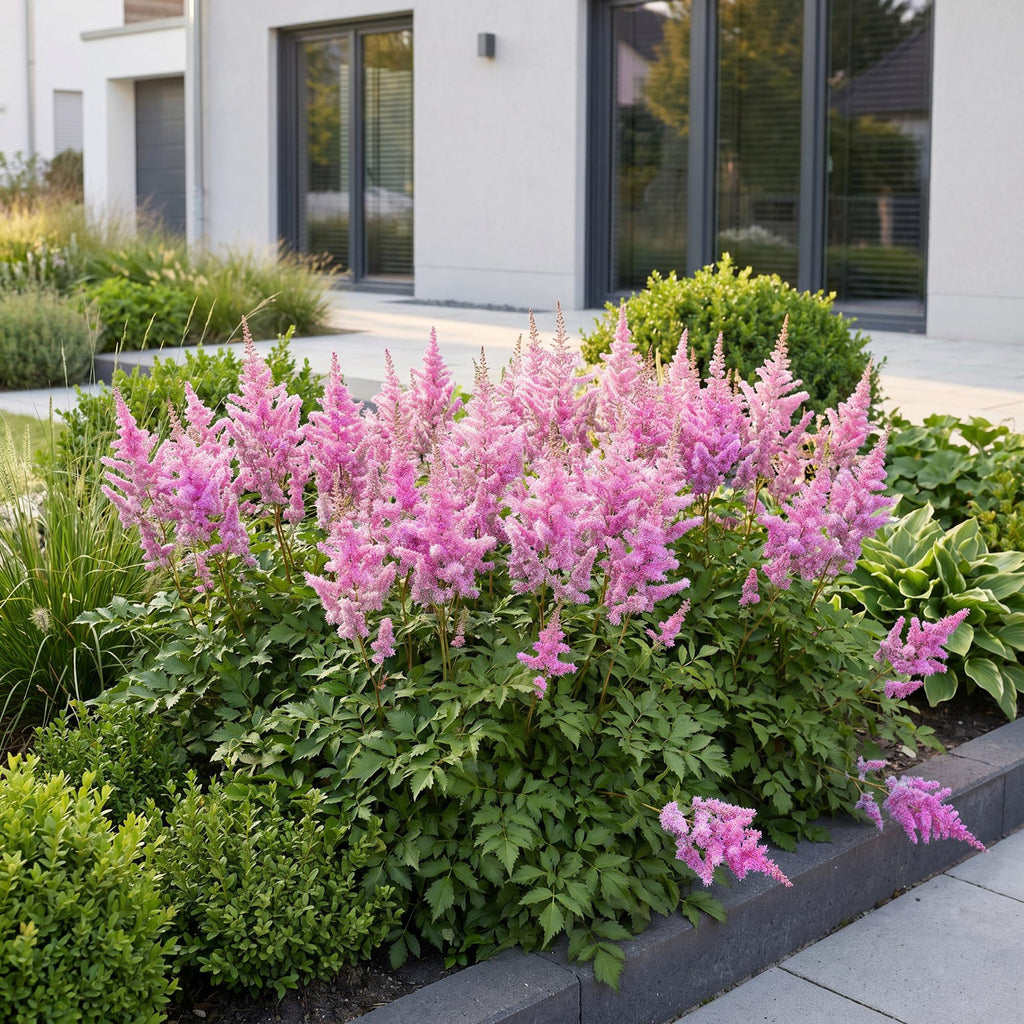 Astilbe chin. 'Pumila' (astilbe) – violet – Ø11 cm, 15–25 cm de haut – photo 6